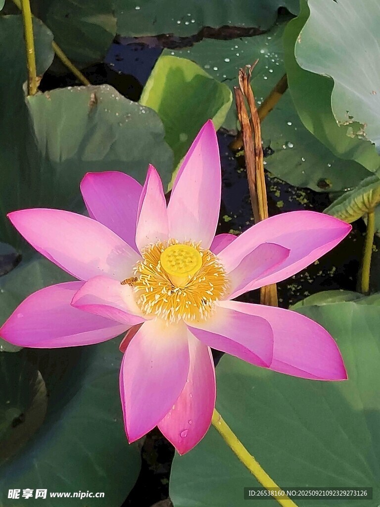 娇艳绽放的粉色荷花