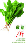 菠菜