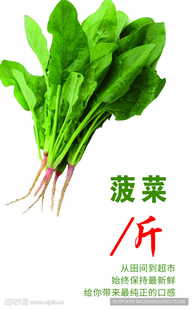 菠菜