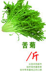 苦菊