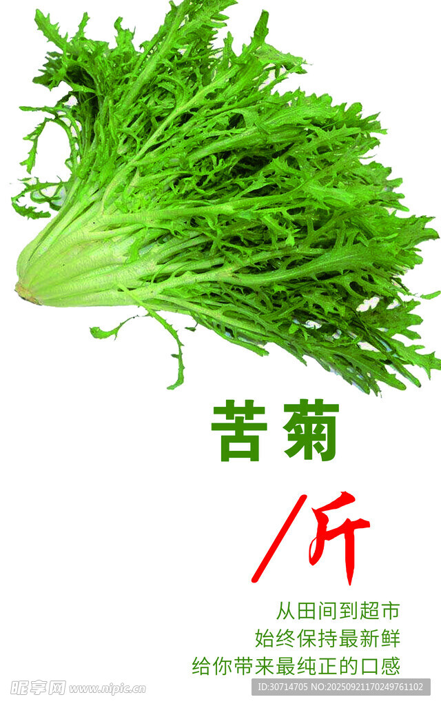 苦菊