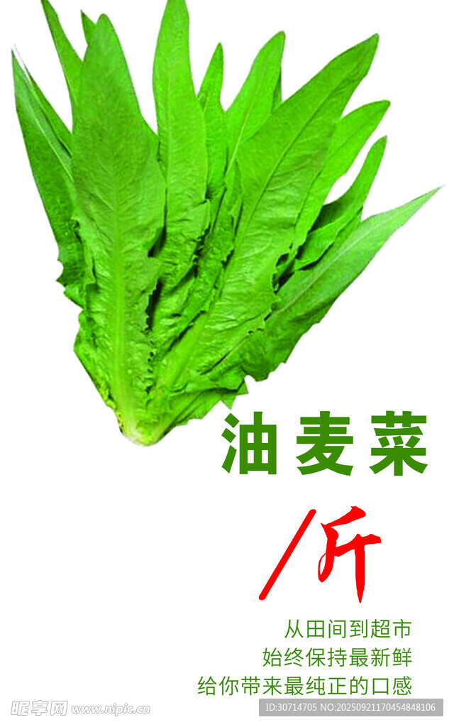 油麦菜