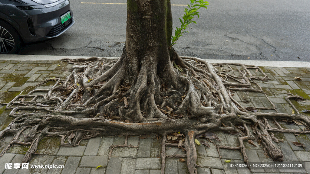 树根破砖生长的顽强景象