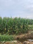 田野中的茂盛玉米植株
