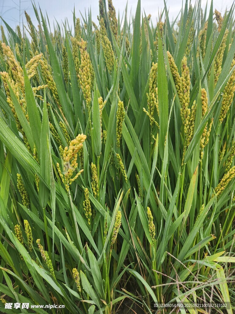 金黄饱满的成熟玉米植株