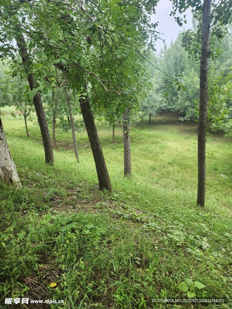林间绿意盎然的清新景致