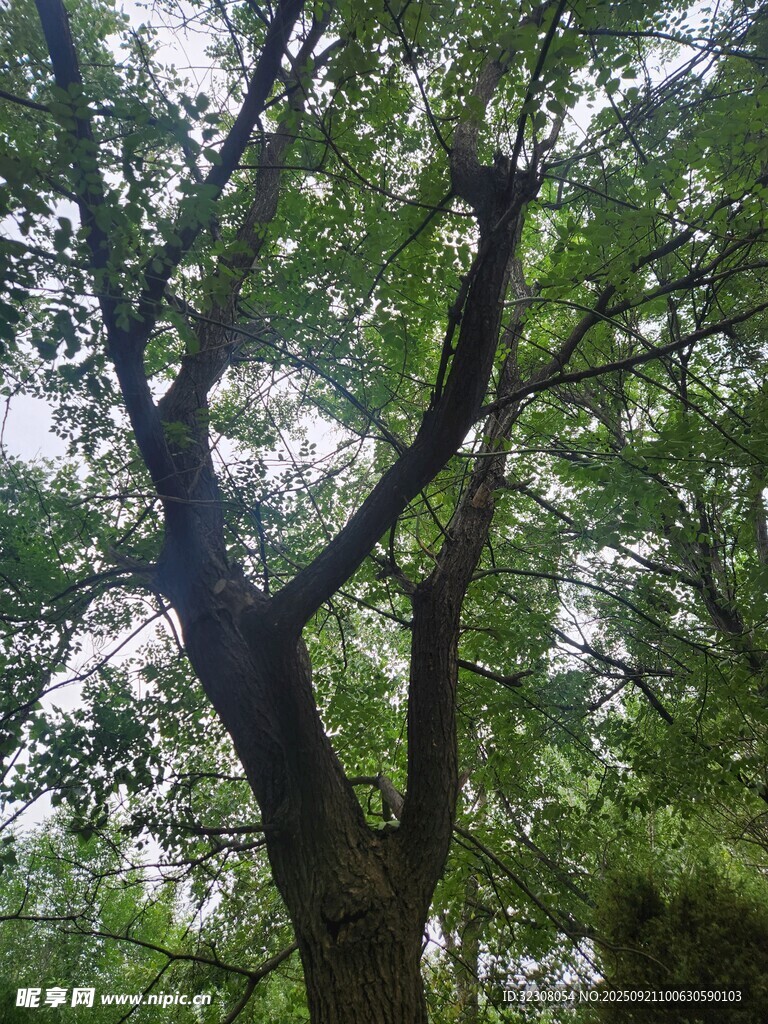 繁茂大树展现自然生机