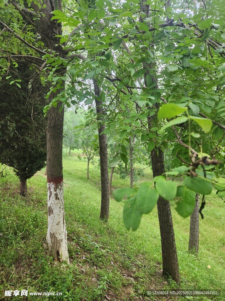 绿意盎然的林间景致