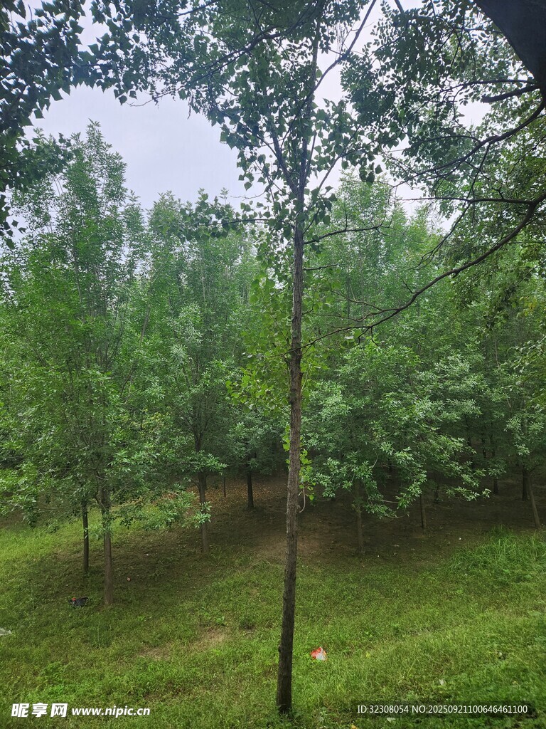 绿意盎然的林间景致