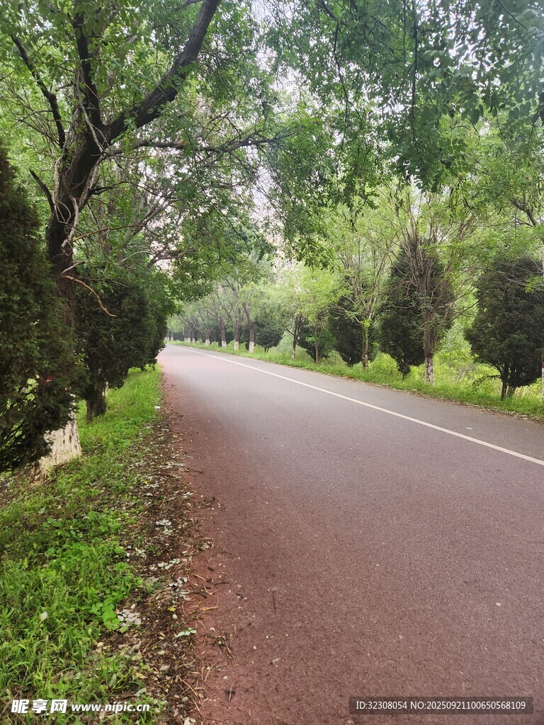林间幽静小路