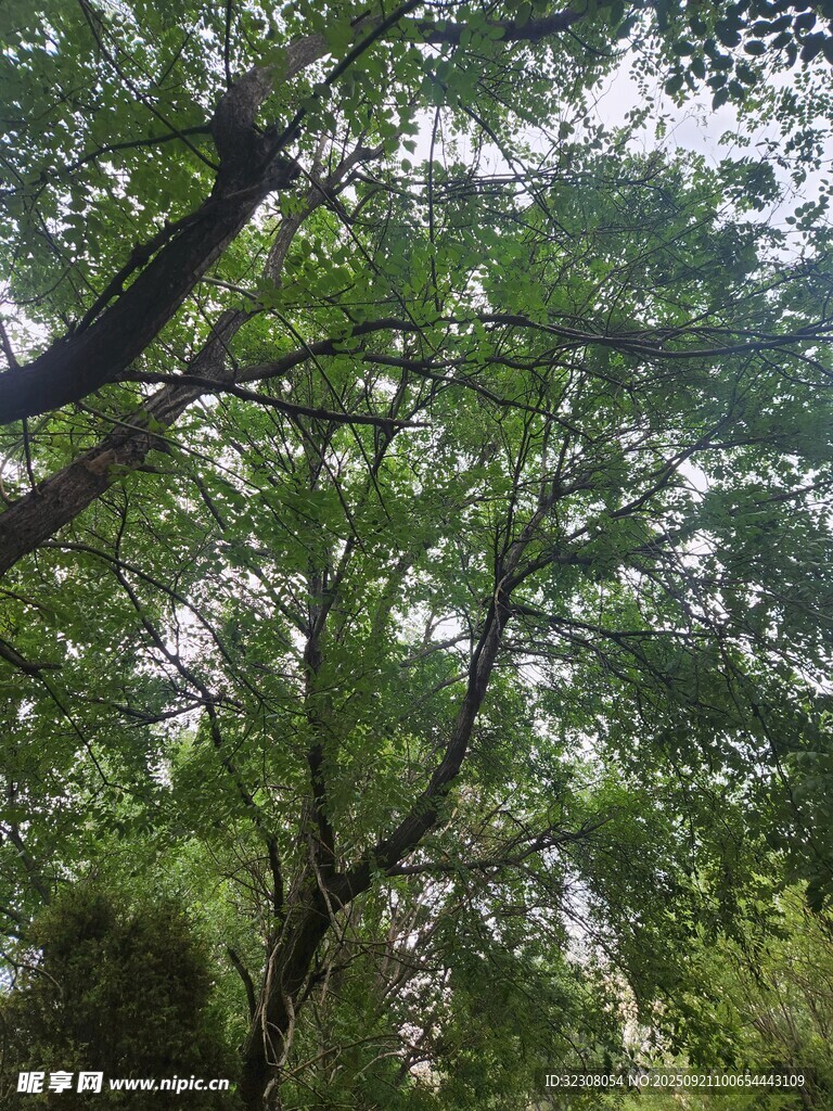 繁茂绿树 