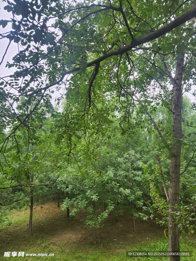 绿意盎然的林间景致