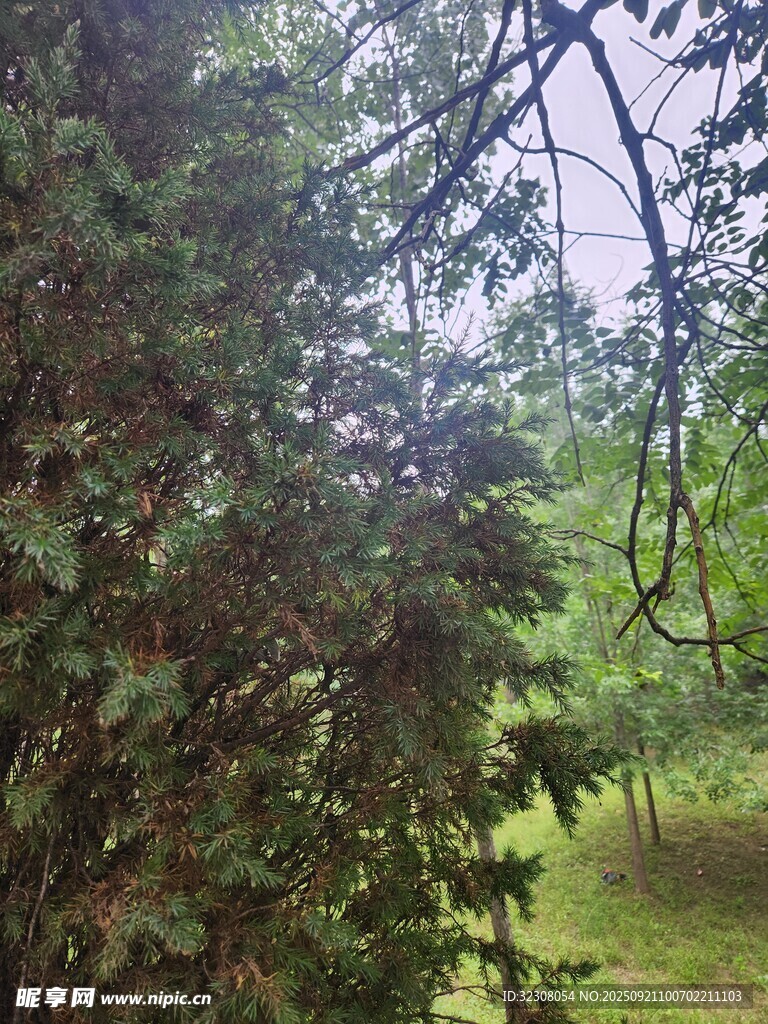 林间绿意盎然的繁茂树木