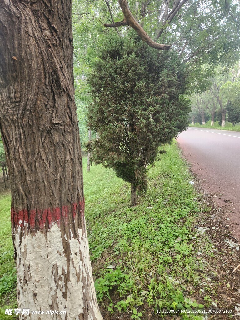 路边树干与葱郁绿植