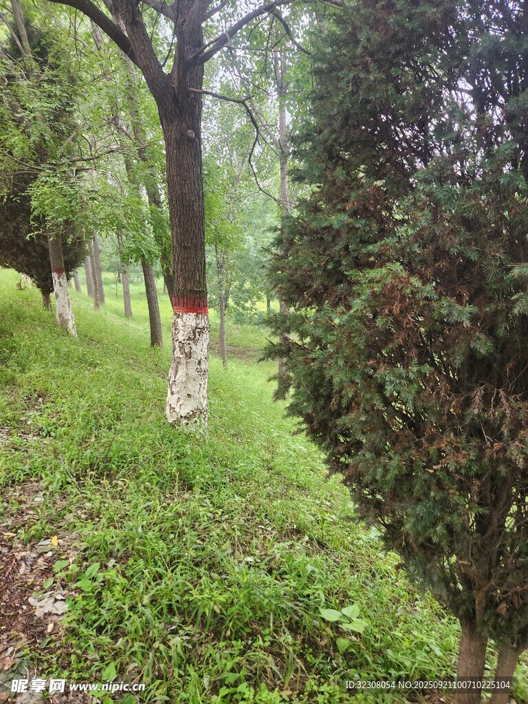 林间树木与繁茂绿植景观