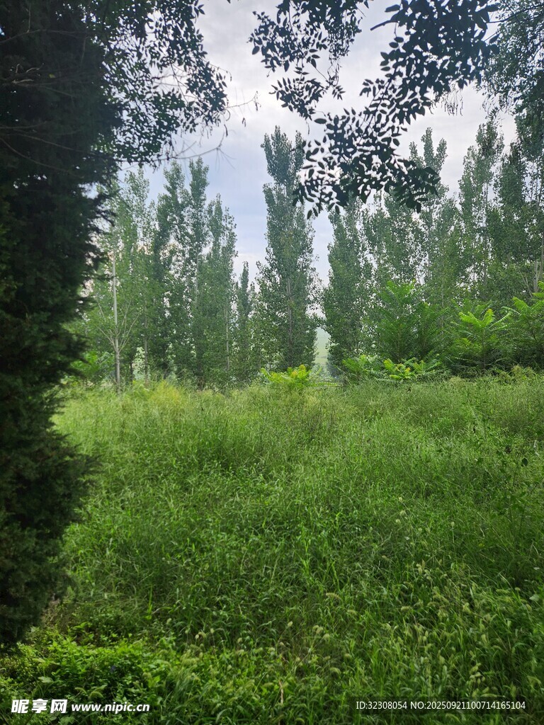绿意盎然的野外风景