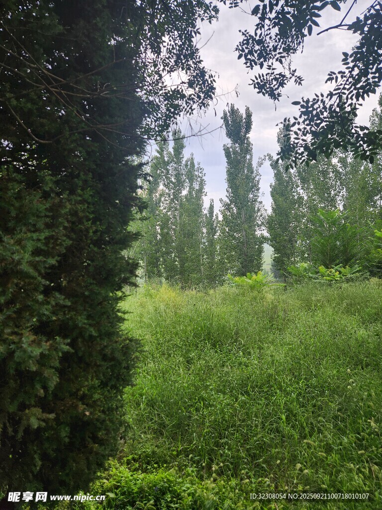 林间绿意盎然的自然景致