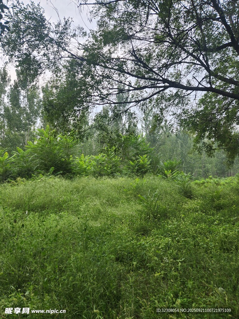 绿意盎然的野外草地景观