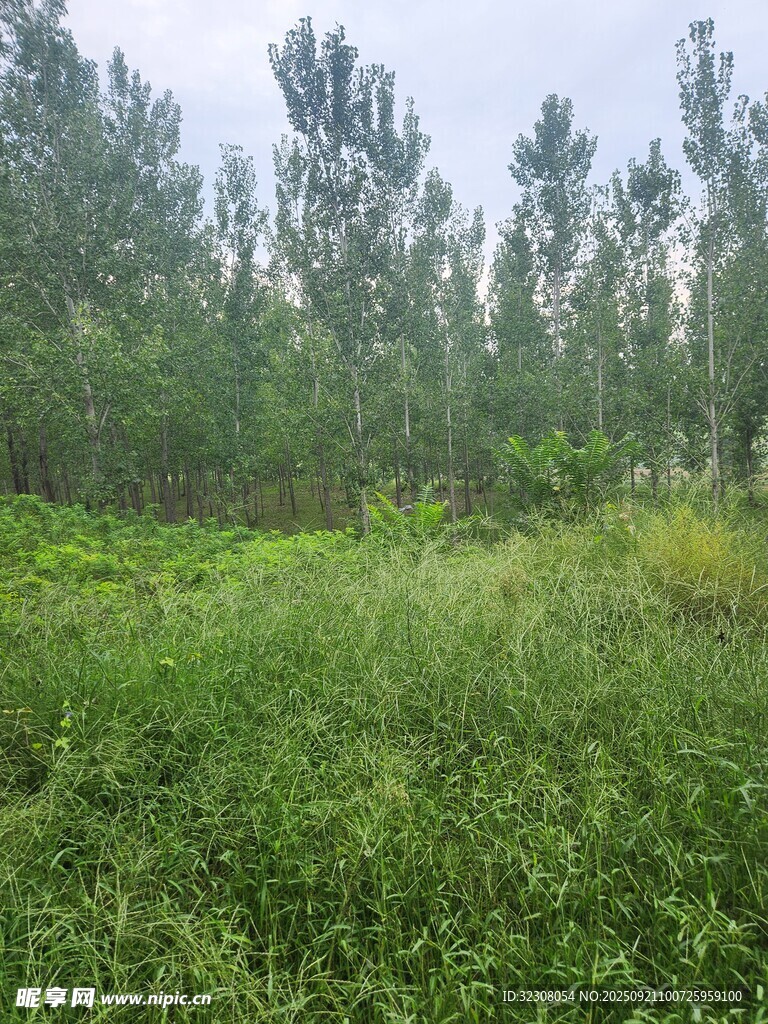 绿意盎然的野外树林景观
