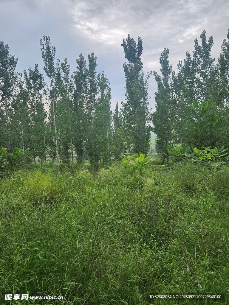 绿意盎然的树林草地景观