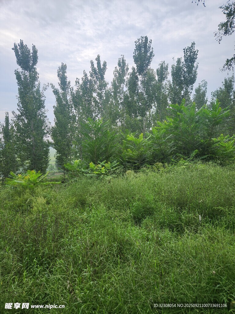 绿意盎然的野外植被景观