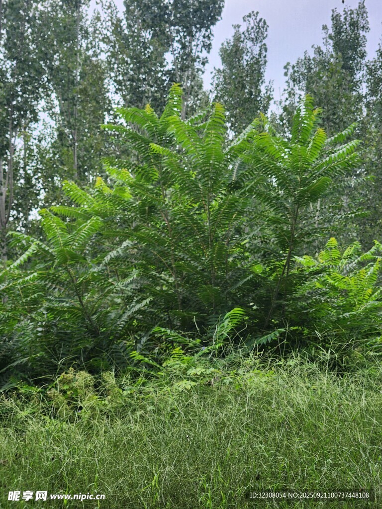 茂密绿植 