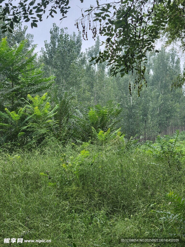夏日葱郁的林间植被景观