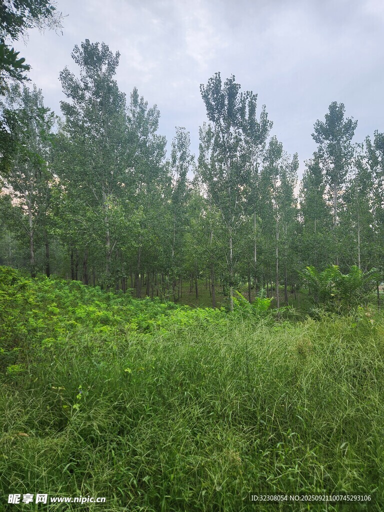 绿意盎然的森林植被景观