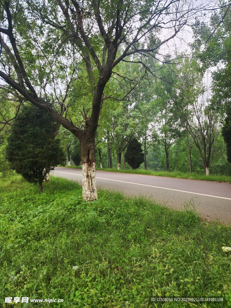 林间草地旁的树木景观