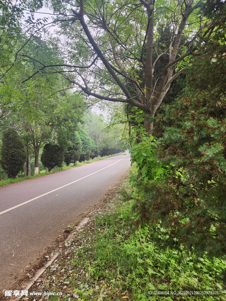 林间蜿蜒公路 