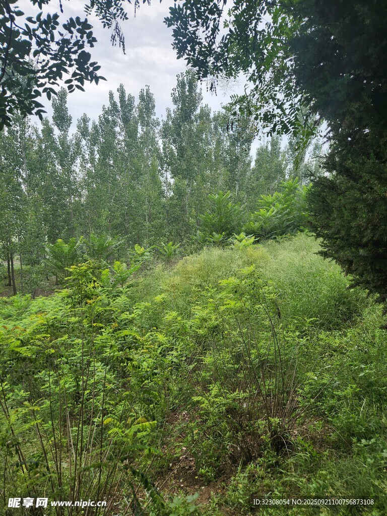 野外茂密绿植景观