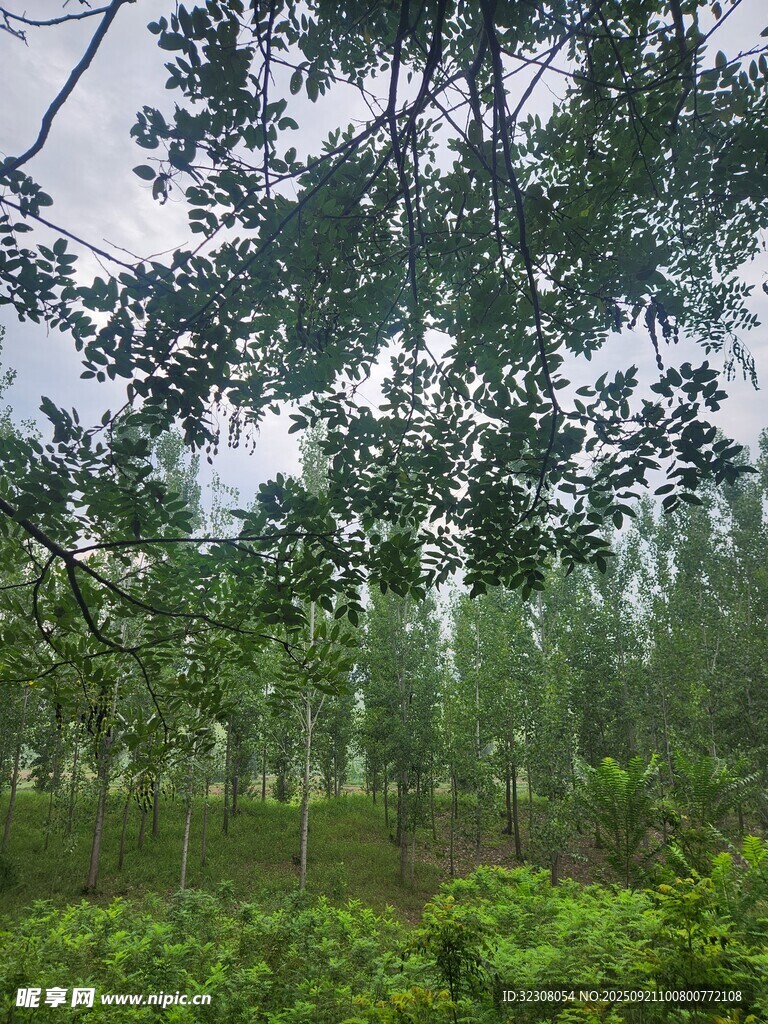 绿意盎然的树林景观