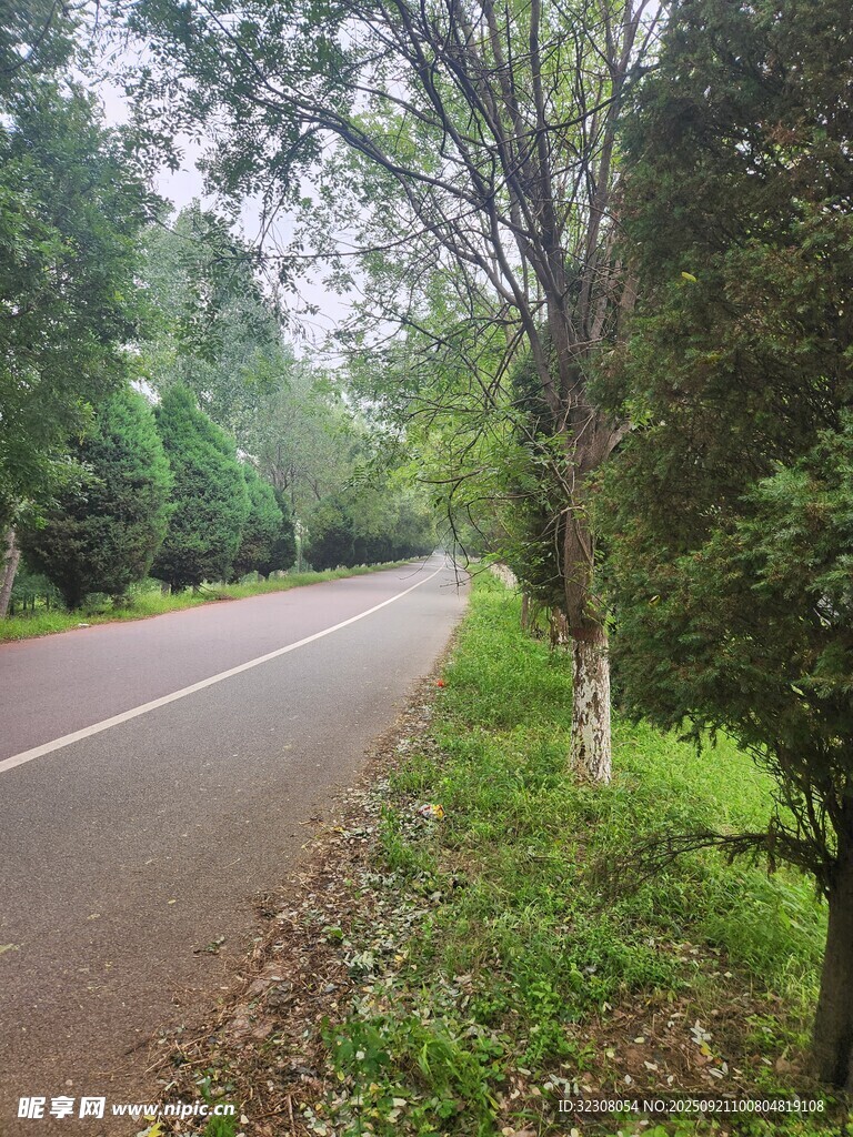 林间静谧公路