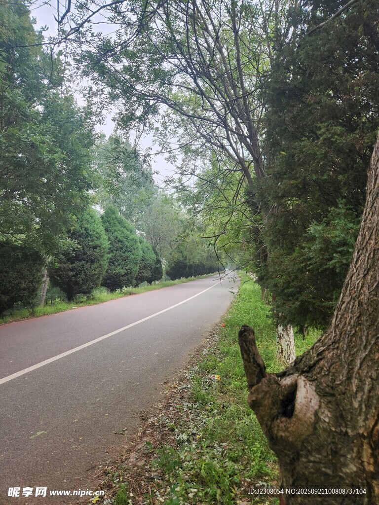 林间静谧公路