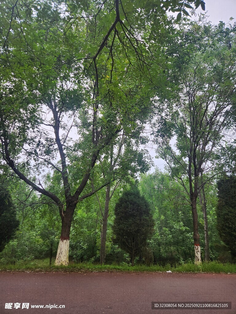 林间柏油路 
