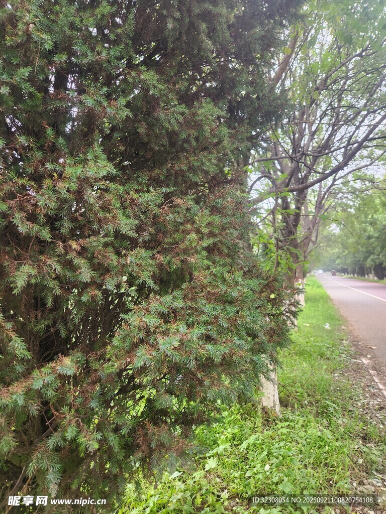 路边葱郁树木与蜿蜒小路