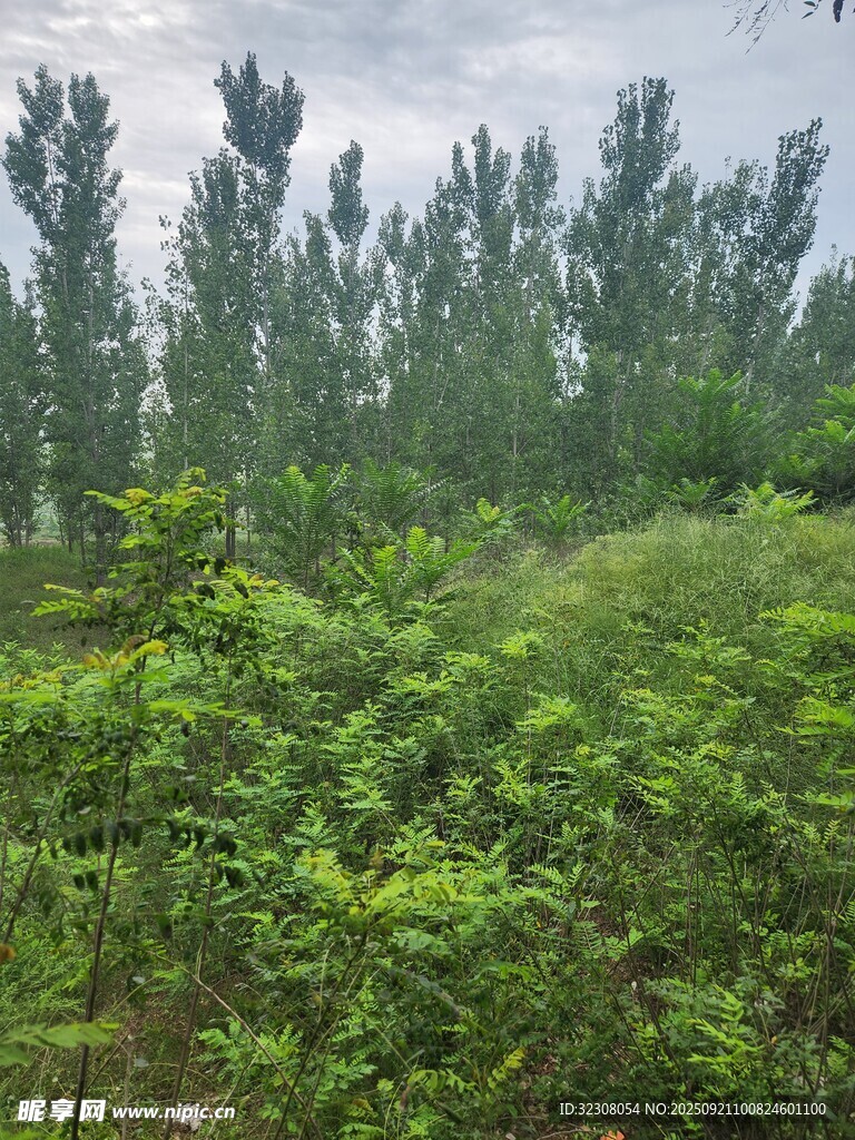 绿意盎然的野外植被景观