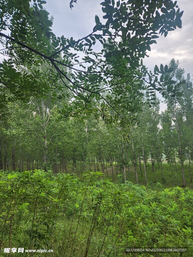 绿意盎然的森林景观