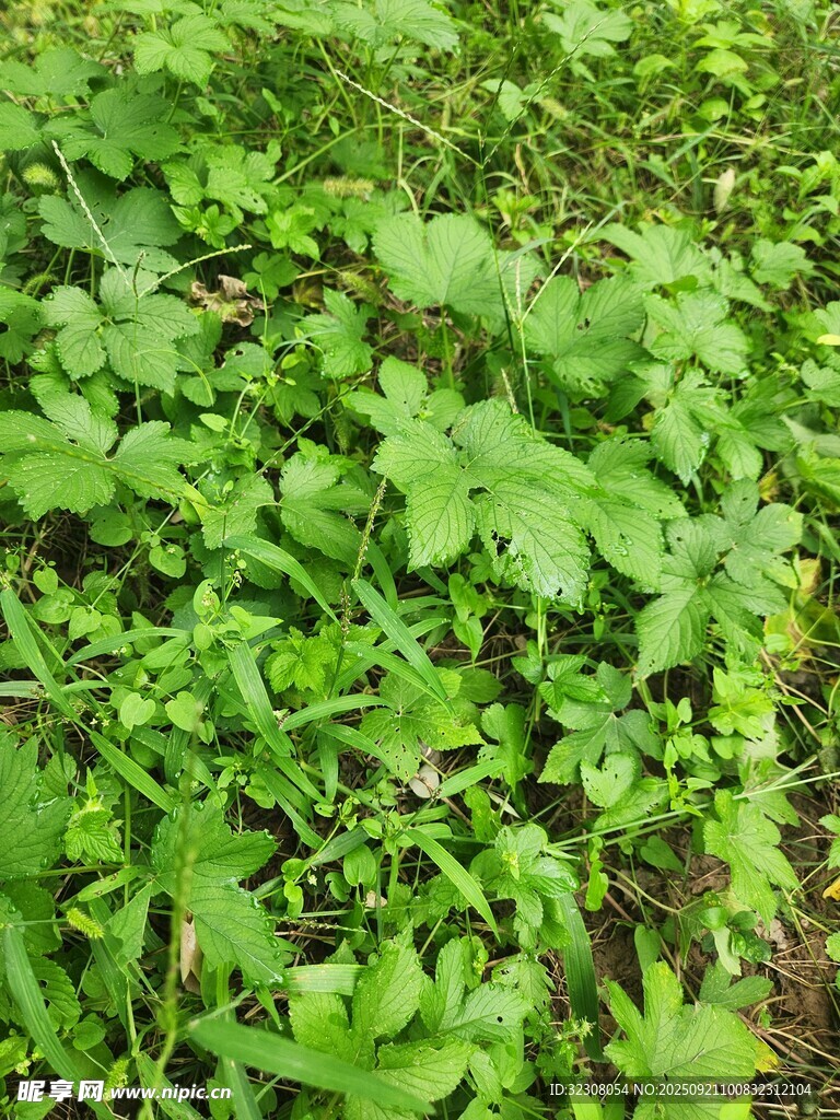 绿意盎然的草地植物