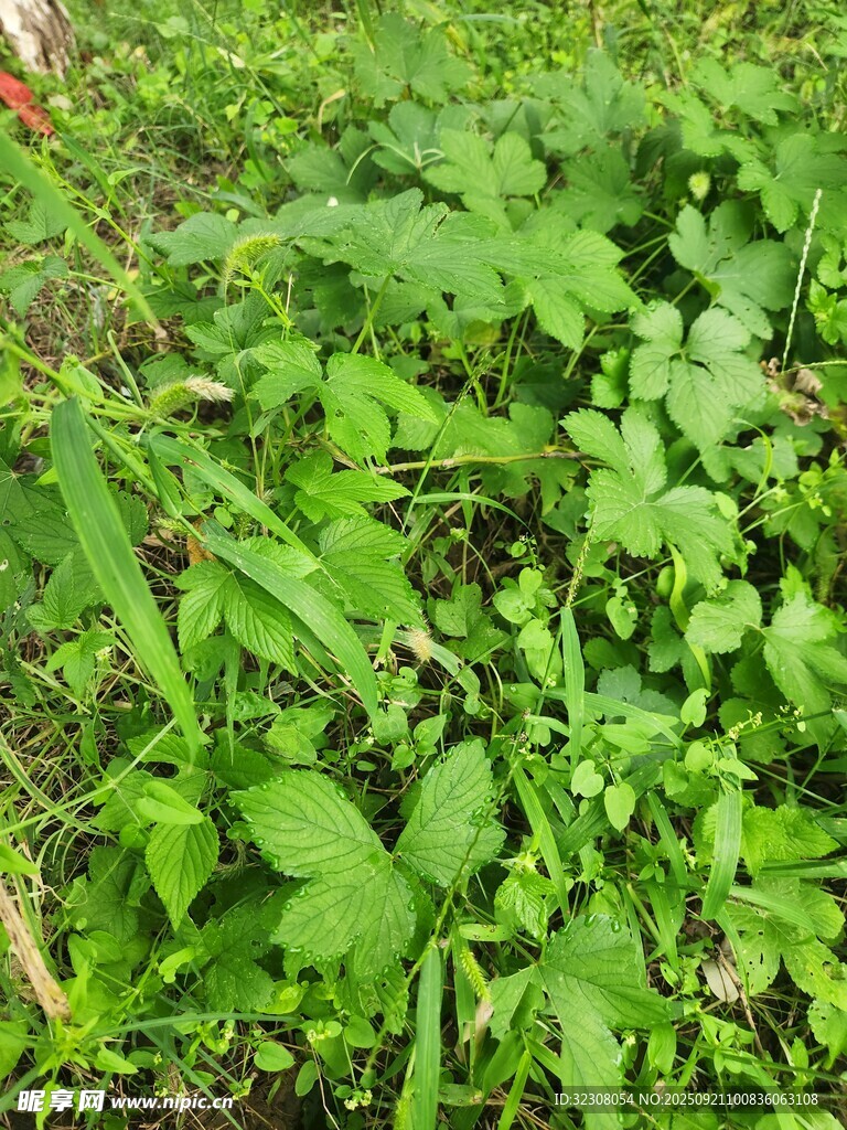 繁茂的绿色植物景观