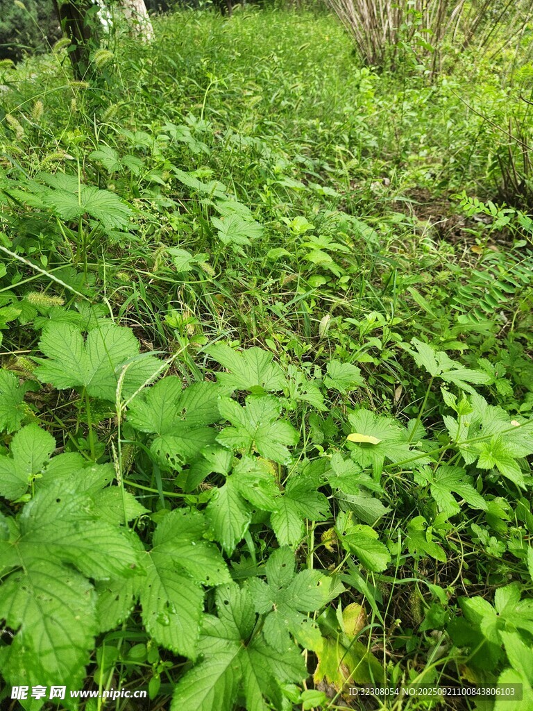 绿意盎然的野外植物景观