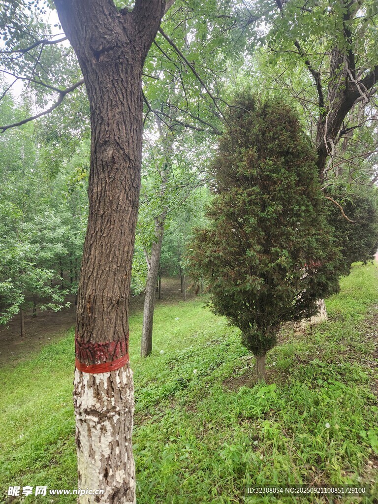 树干涂药的绿意盎然树林