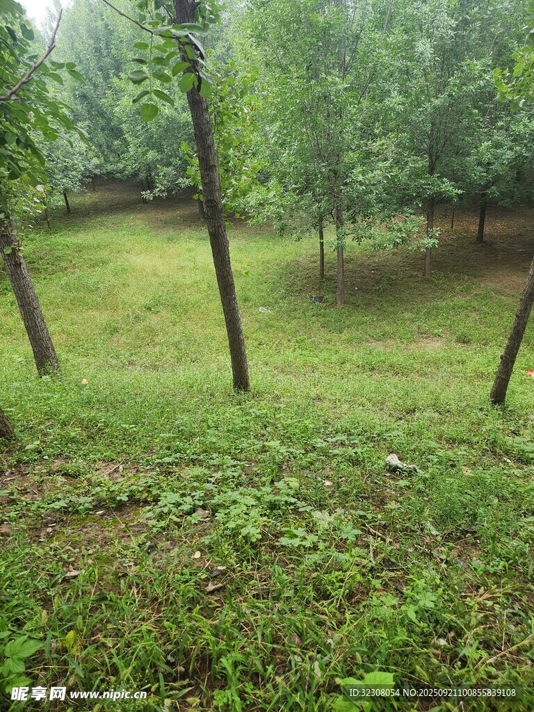 绿意盎然的林间草地