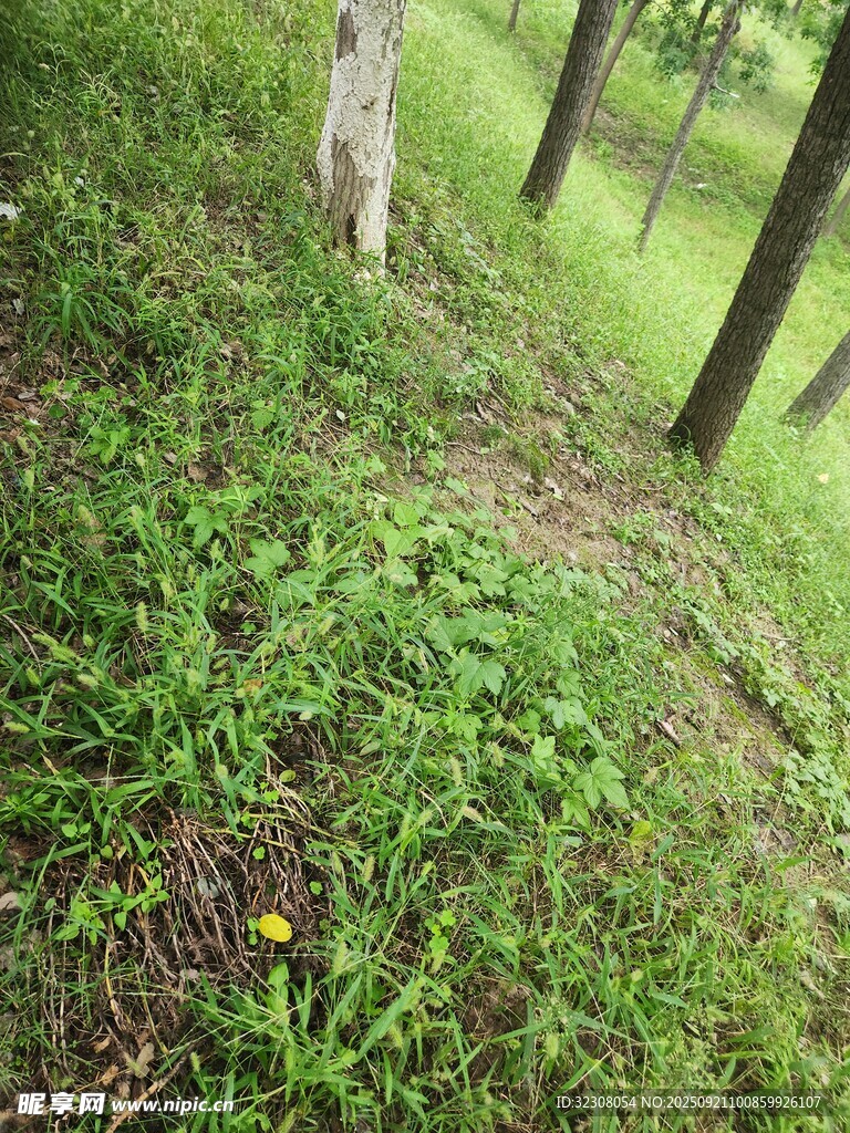 林间草地绿意盎然
