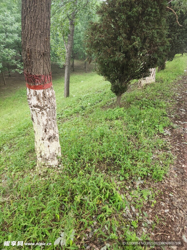 林间树木与翠绿草地景观