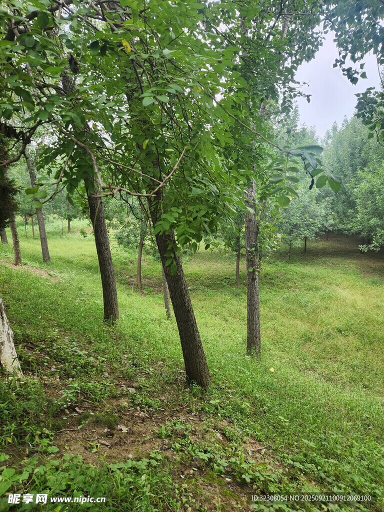 林间草地绿意盎然