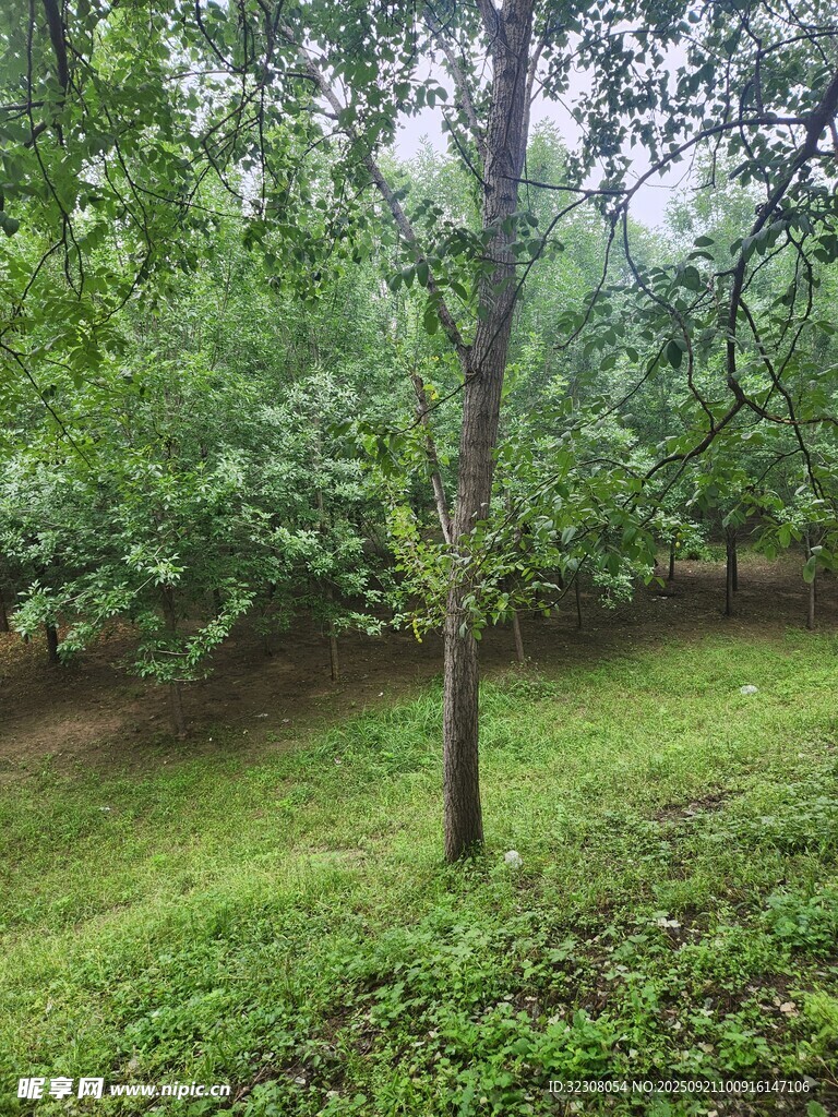 林间孤树 