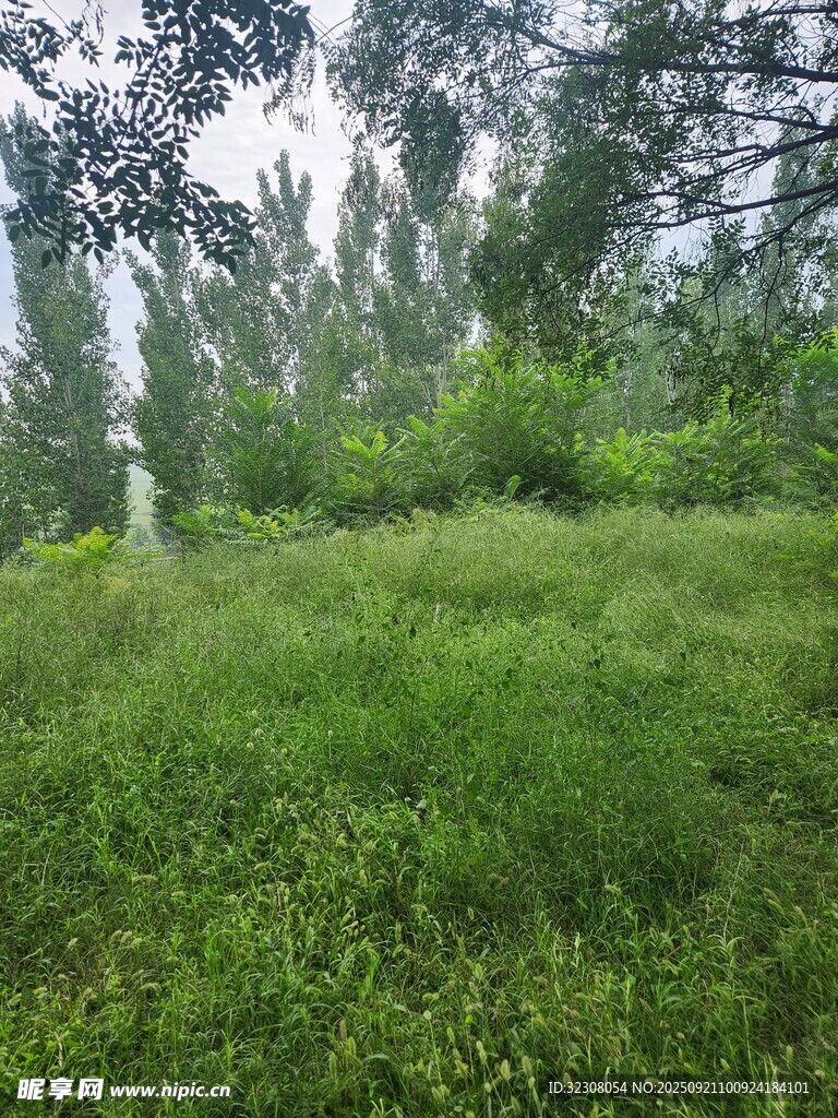 绿意盎然的林间草地