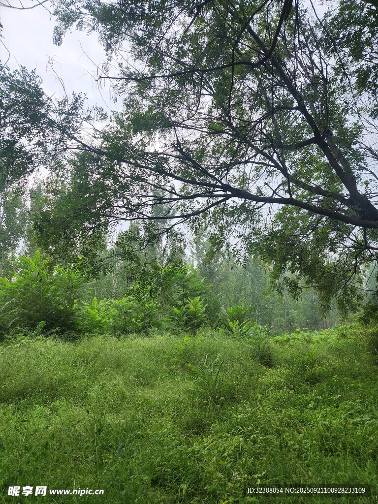 绿意盎然的林间草地
