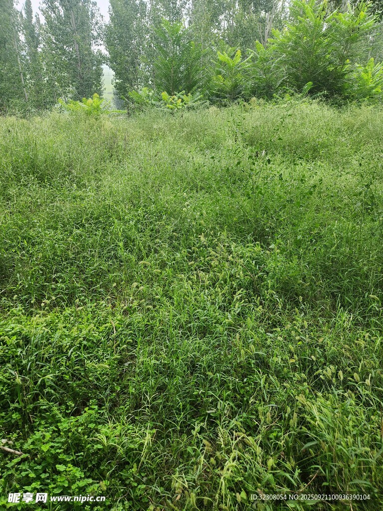 绿意盎然的野外草地